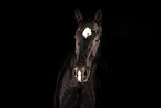 horse in front of black background