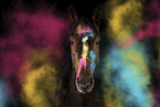 horse in front of black background