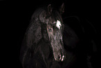 horse in front of black background