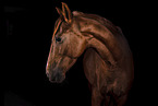 horse in front of black background