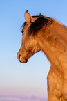 warmblood portrait