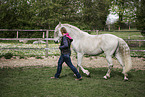 warmblood at training