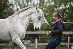 warmblood at training