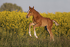 warmblood foal