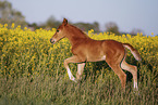 warmblood foal