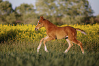 warmblood foal