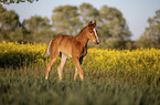 warmblood foal