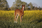 warmblood foal