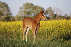 warmblood foal