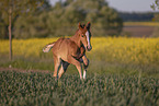 warmblood foal