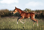warmblood foal