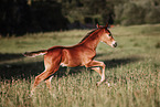 warmblood foal