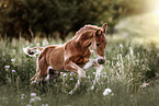 warmblood foal