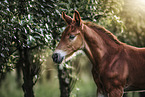 warmblood foal