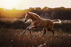 warmblood foal