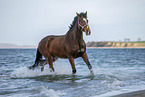 wamblood at the beach