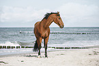 wamblood at the beach