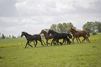 herds of horses