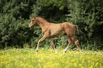 warmblood foal