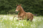 warmblood foal