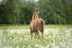 warmblood foal