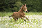 warmblood foal