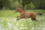 warmblood foal