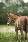 warmblood foal