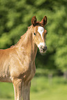 warmblood foal