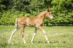 warmblood foal