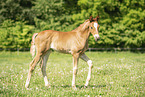 warmblood foal