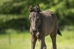 warmblood foal