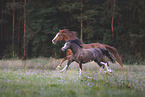 horses