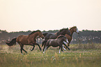 horses