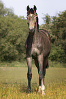 yearling stallion