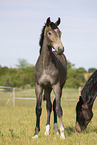 yearlings