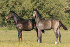 yearlings