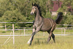 yearling stallion