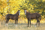 warmbloods