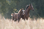 warmbloods