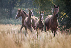 warmbloods