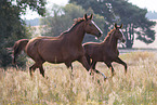 warmbloods