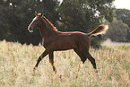 warmblood foal