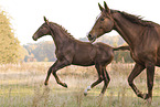 warmbloods