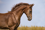 warmblood foal