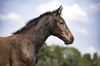 warmblood foal