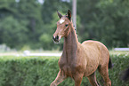 warmblood foal