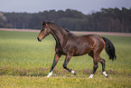 warmblood mare
