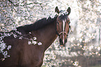 warmblood mare