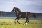 warmblood mare